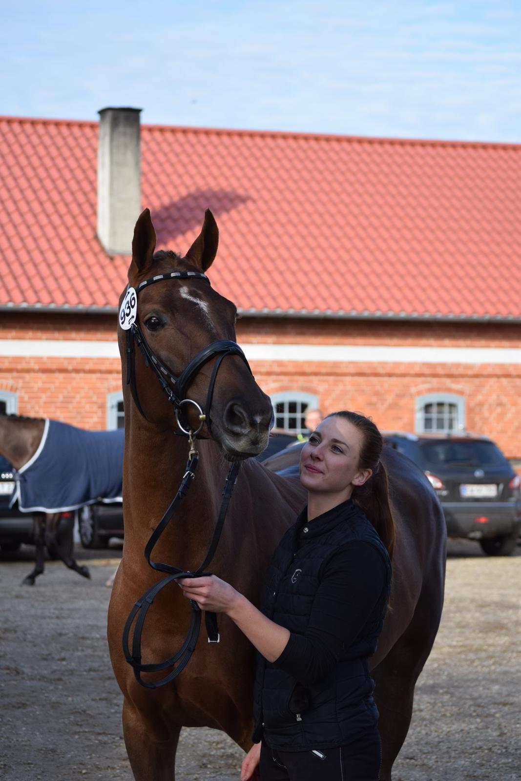 Dansk Varmblod Tropical - Kåring, Katrinelund 2015 billede 3