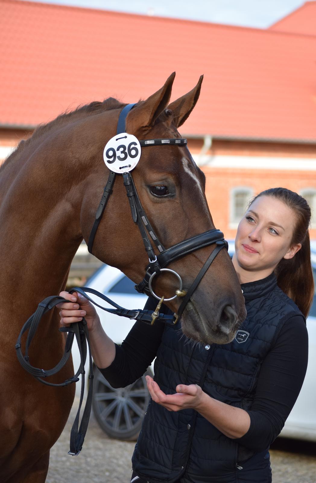 Dansk Varmblod Tropical - Kåring, Katrinelund 2015 billede 1