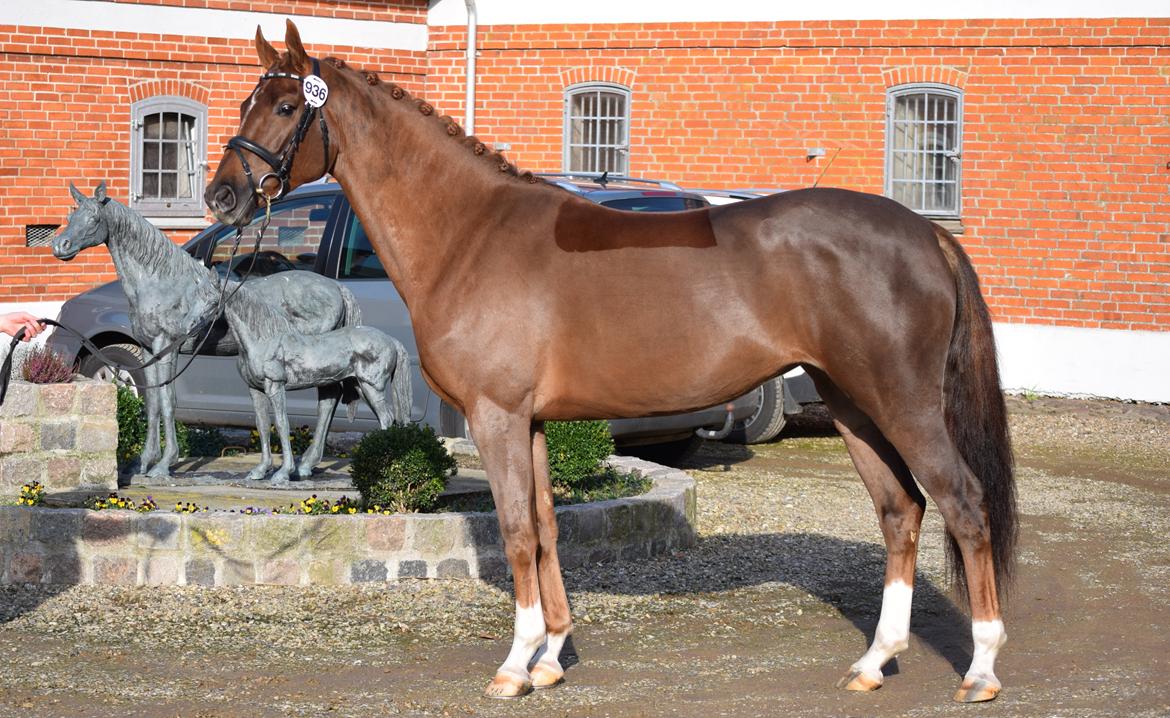 Dansk Varmblod Tropical - Kåring, Katrinelund 2015 billede 4