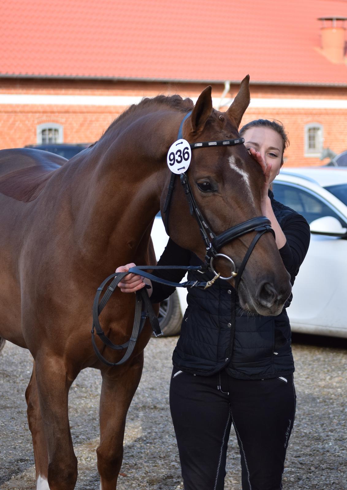Dansk Varmblod Tropical - Kåring, Katrinelund 2015 billede 2