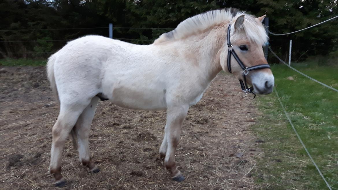 Fjordhest Vagn Vildur SOLGT billede 1