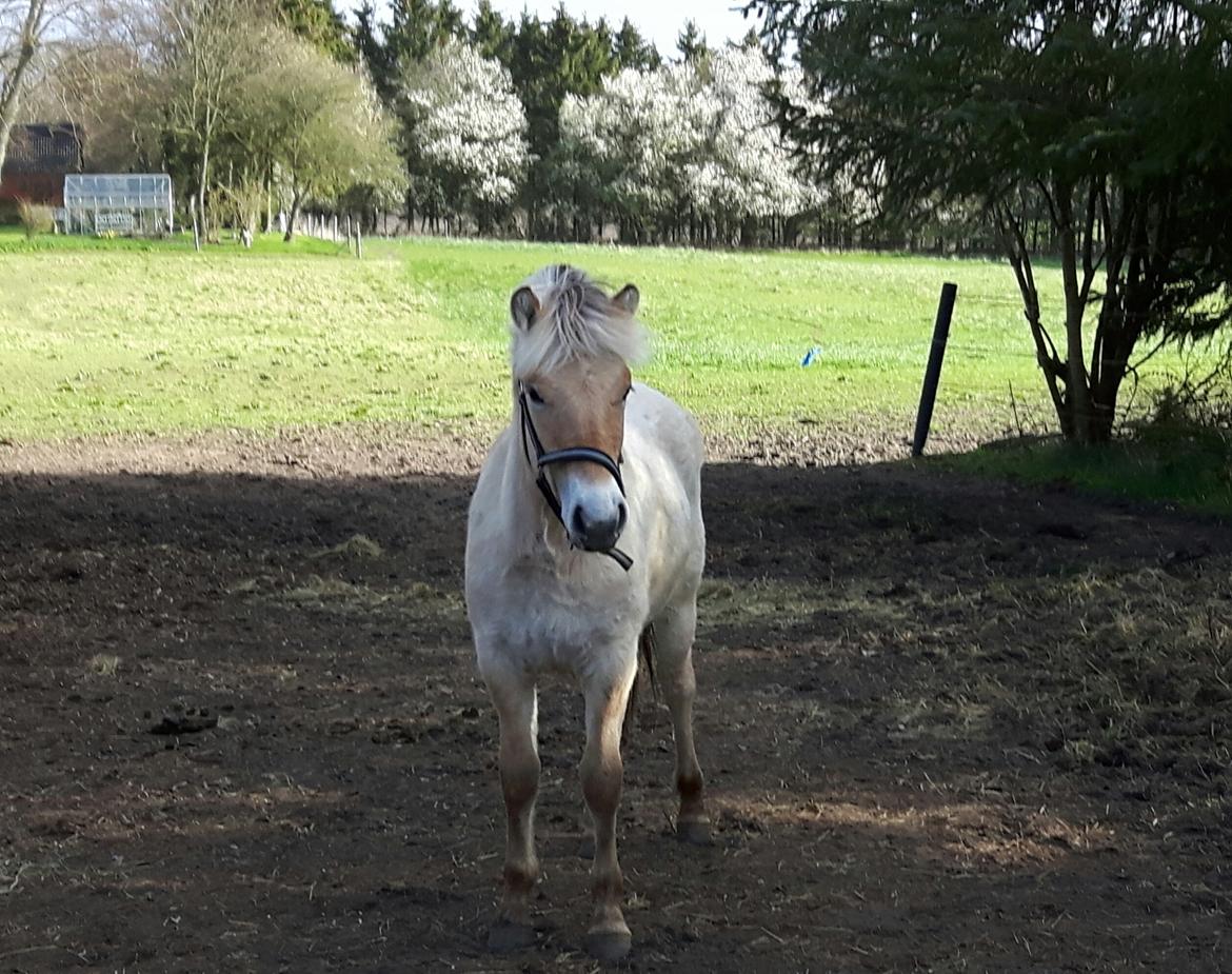 Fjordhest Vagn Vildur SOLGT billede 2