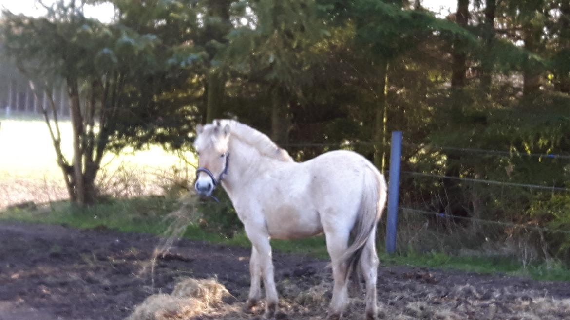 Fjordhest Vagn Vildur SOLGT billede 3