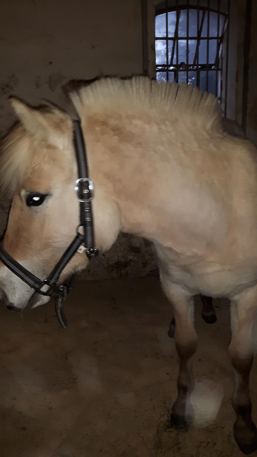 Fjordhest Vagn Vildur SOLGT billede 4