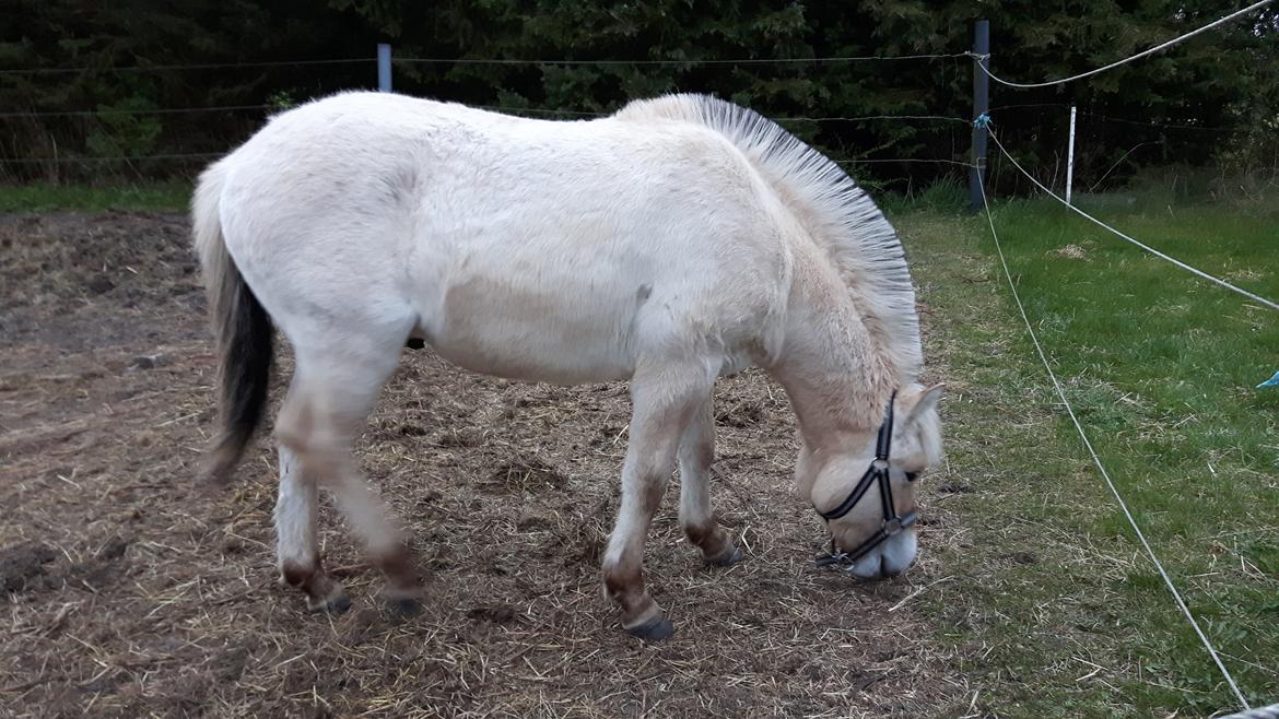 Fjordhest Vagn Vildur SOLGT billede 5