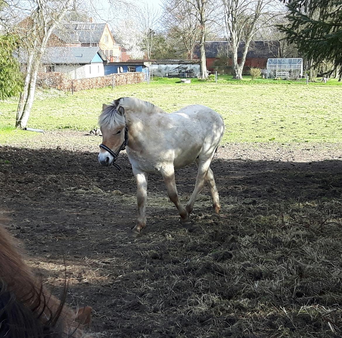 Fjordhest Vagn Vildur SOLGT billede 6