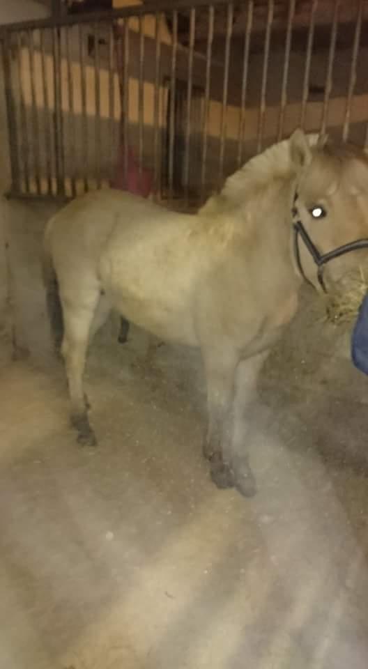 Fjordhest Vagn Vildur SOLGT billede 7