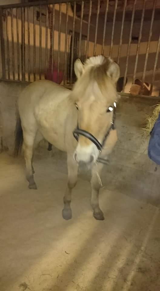 Fjordhest Vagn Vildur SOLGT billede 8