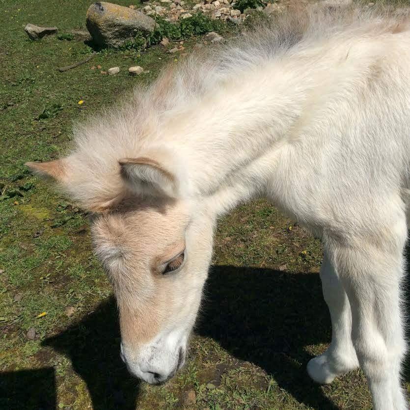 Fjordhest Vagn Vildur SOLGT billede 9