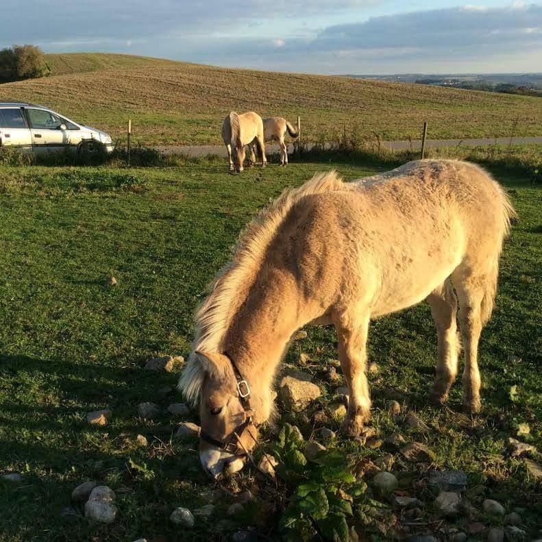 Fjordhest Vagn Vildur SOLGT billede 10