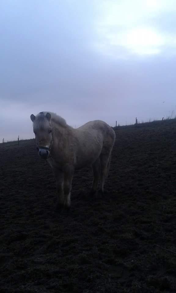 Fjordhest Vagn Vildur SOLGT billede 11