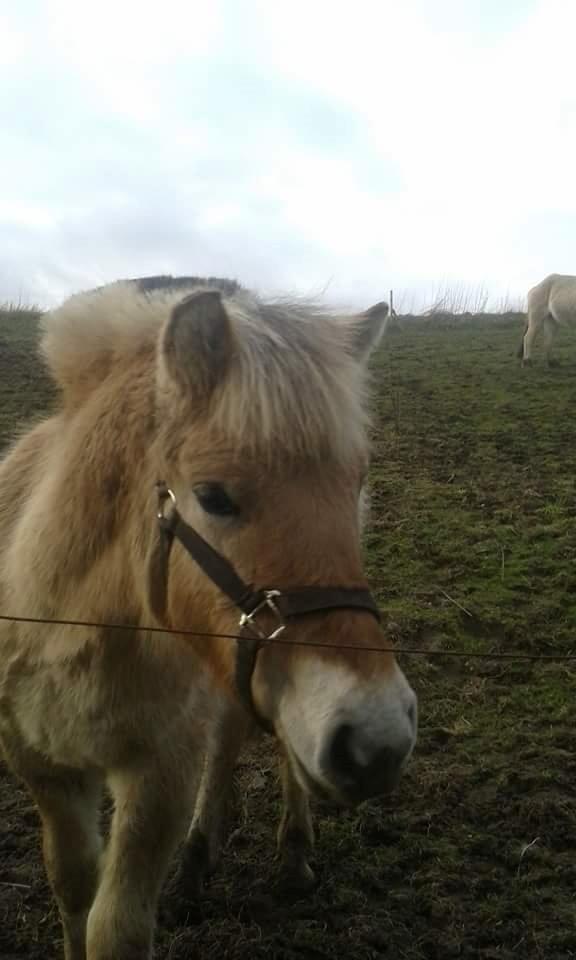 Fjordhest Vagn Vildur SOLGT billede 12