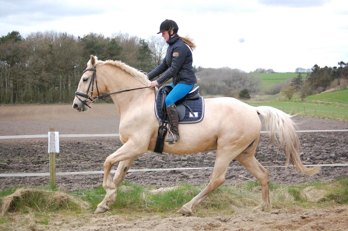 Frederiksborg Sonnerupgårds Isabel FR 8676 billede 2