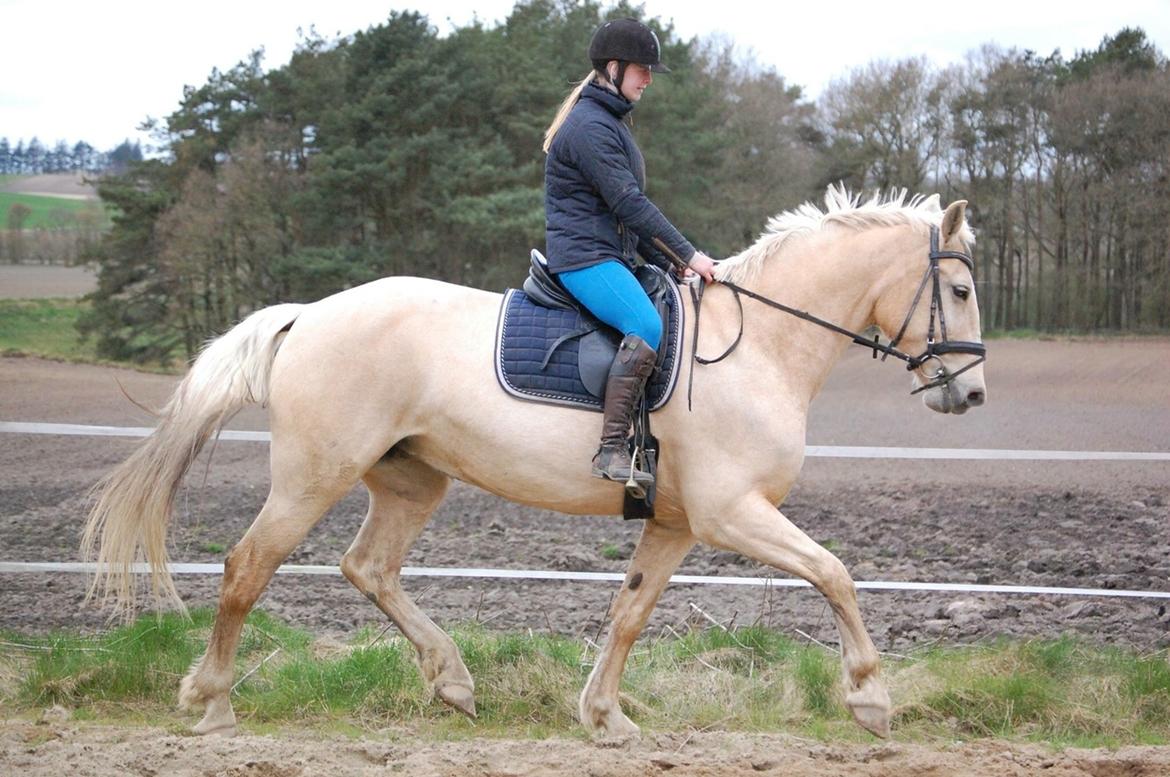 Frederiksborg Sonnerupgårds Isabel FR 8676 billede 1