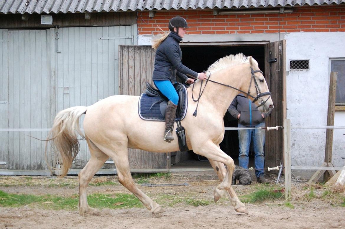 Frederiksborg Sonnerupgårds Isabel FR 8676 billede 7