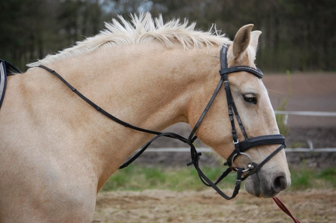 Frederiksborg Sonnerupgårds Isabel FR 8676 billede 5
