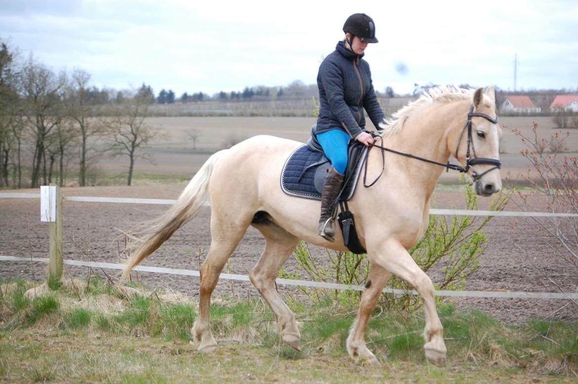 Frederiksborg Sonnerupgårds Isabel FR 8676 billede 10
