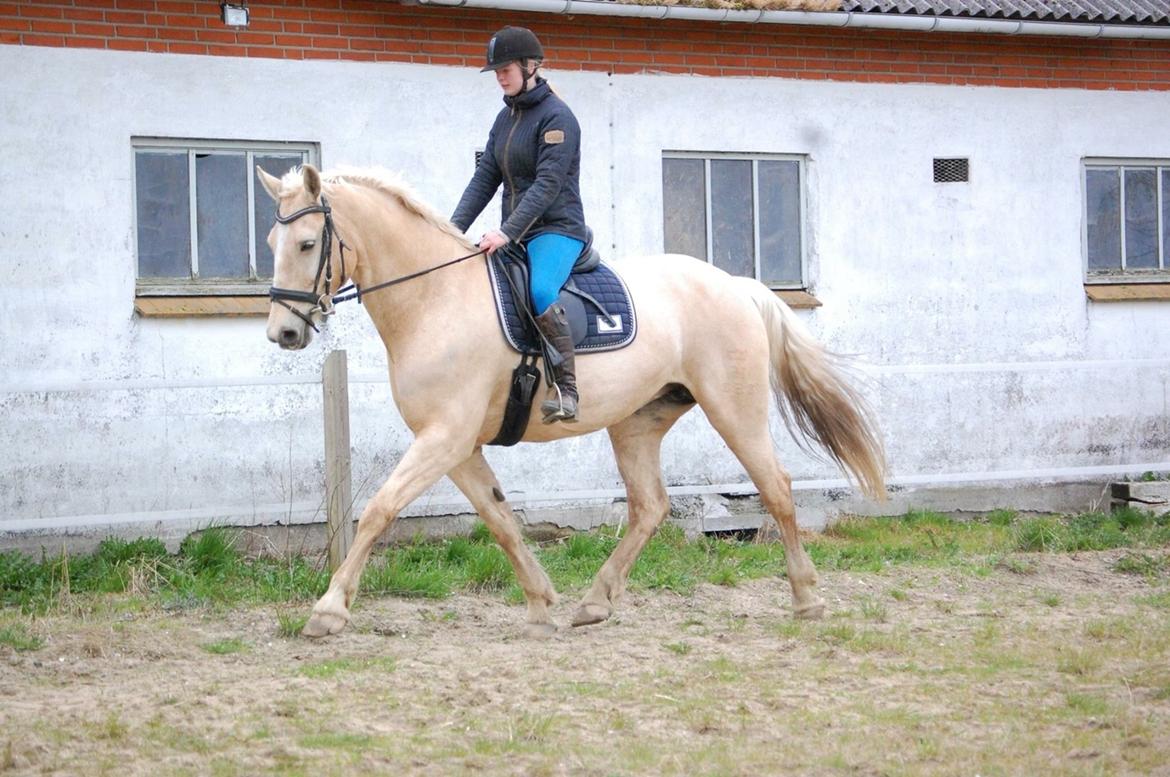 Frederiksborg Sonnerupgårds Isabel FR 8676 billede 11