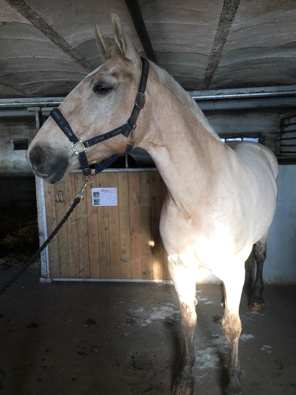 Frederiksborg Sonnerupgårds Isabel FR 8676 billede 13