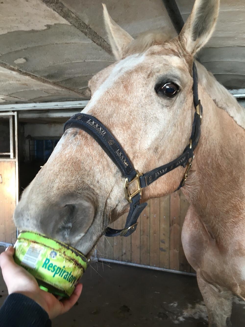 Frederiksborg Sonnerupgårds Isabel FR 8676 billede 12