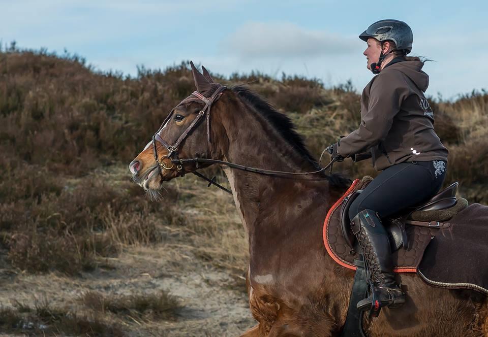 Dansk Varmblod My Choice - foto: Jimmy Friis // heste-foto billede 3