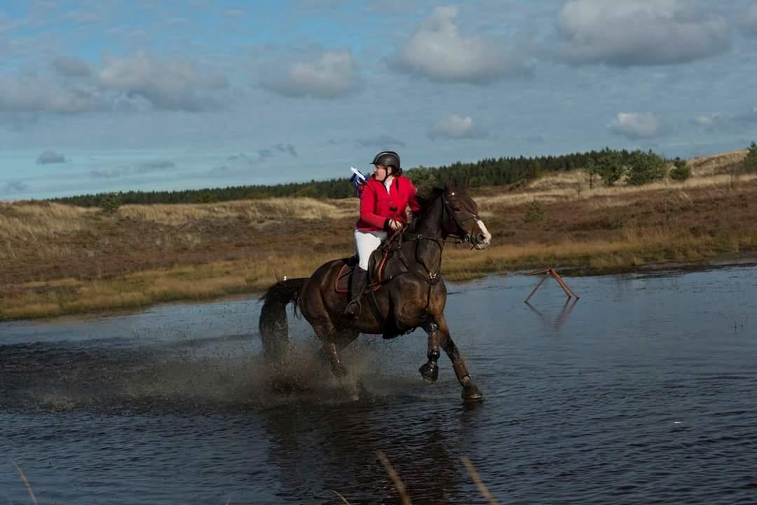 Dansk Varmblod My Choice - foto: Jimmy Friis // heste-foto billede 11