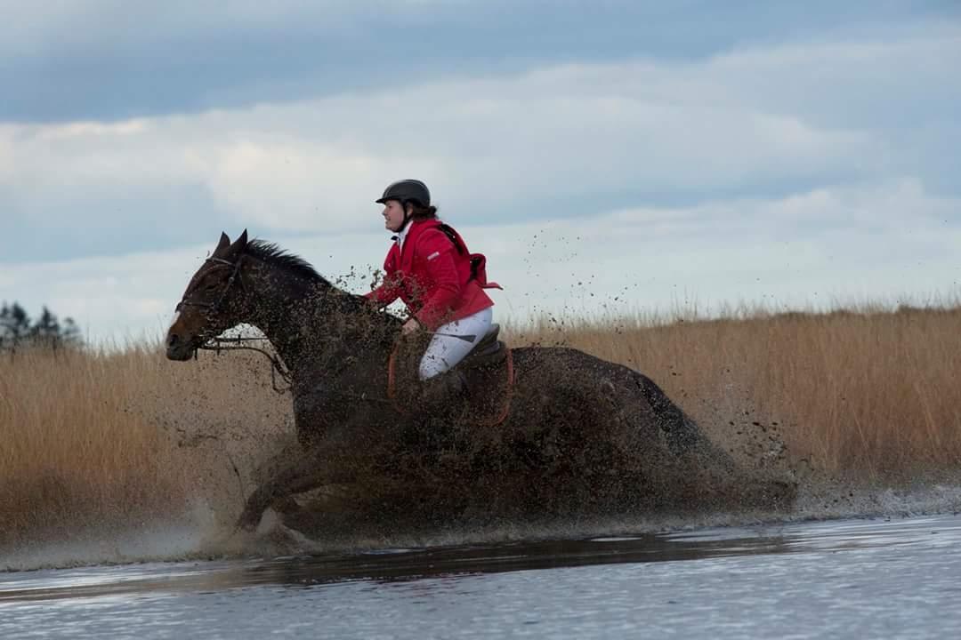 Dansk Varmblod My Choice - foto: Jimmy Friis // heste-foto billede 14