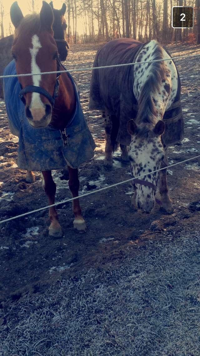 Anden særlig race Havens Aura billede 3