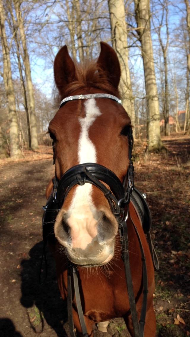 Anden særlig race Havens Aura billede 5