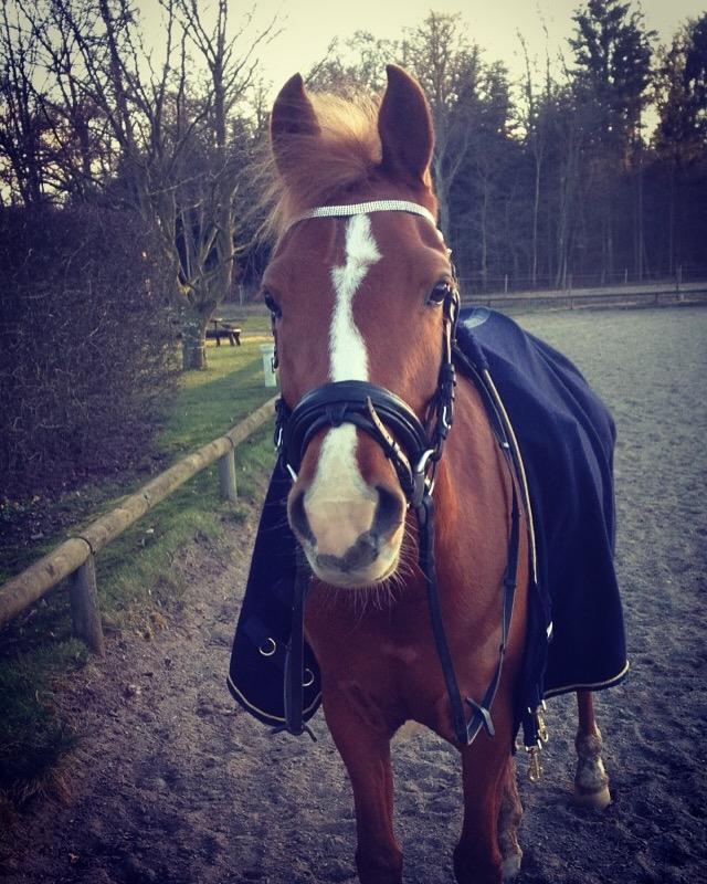 Anden særlig race Havens Aura billede 7