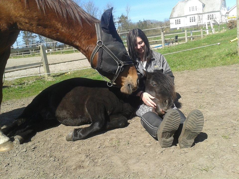 Shetlænder Kirkegaards Rokko - Drømmeland <3 billede 3