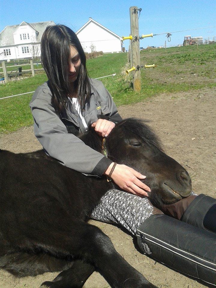 Shetlænder Kirkegaards Rokko billede 14