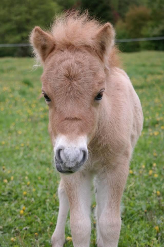 Anden særlig race Kildens Turbo Tim *mikrohest* billede 13