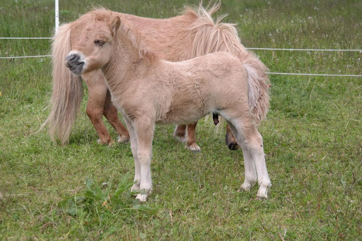 Anden særlig race Kildens Turbo Tim *mikrohest* billede 15