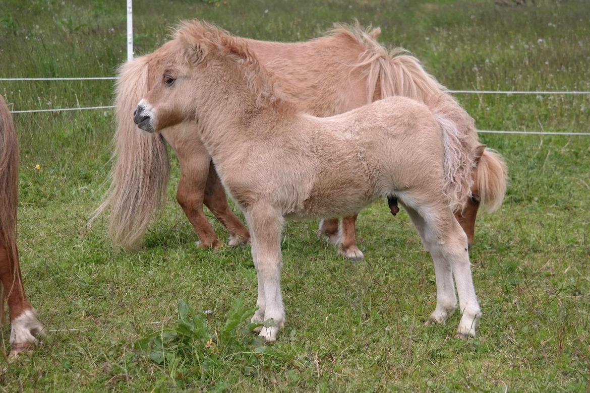 Anden særlig race Kildens Turbo Tim *mikrohest* billede 17