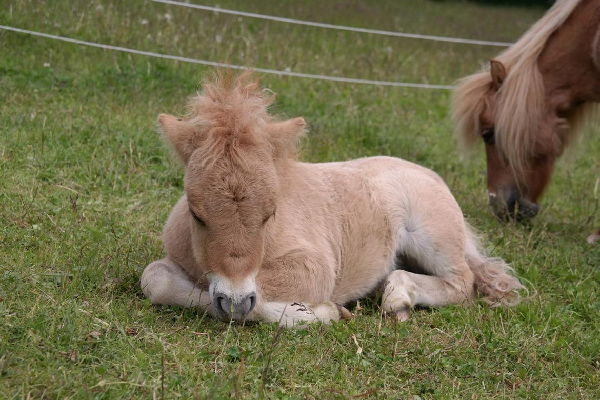 Anden særlig race Kildens Turbo Tim *mikrohest* billede 19