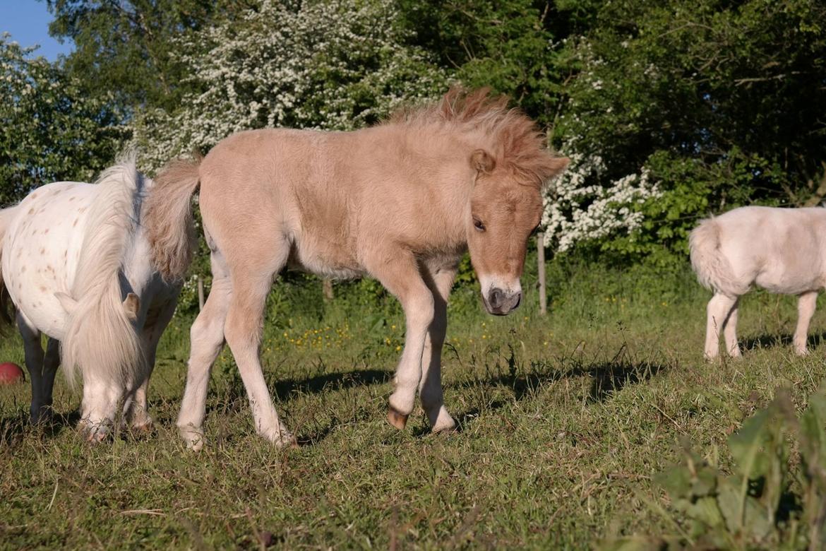 Anden særlig race Kildens Turbo Tim *mikrohest* billede 21