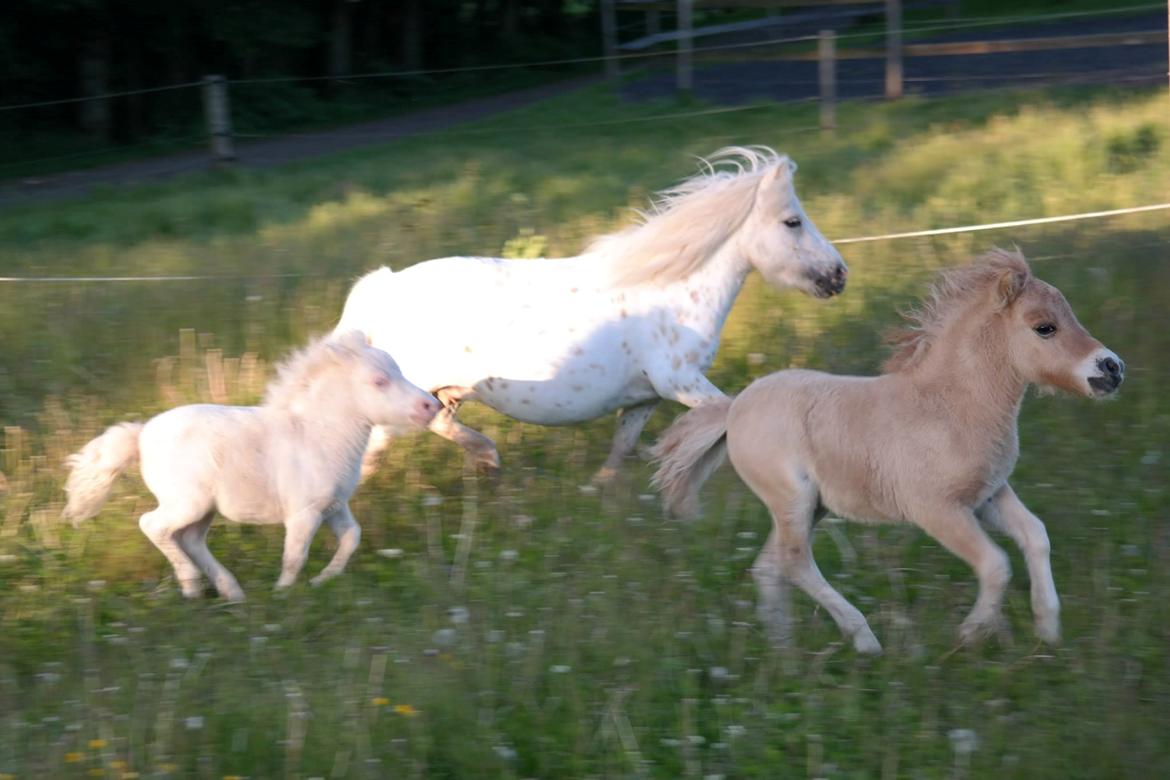 Anden særlig race Kildens Turbo Tim *mikrohest* billede 24