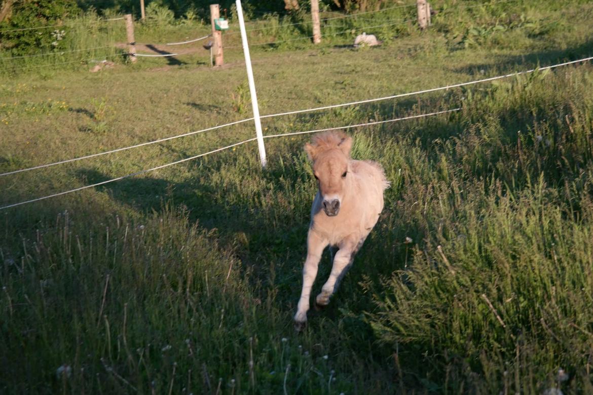 Anden særlig race Kildens Turbo Tim *mikrohest* billede 26