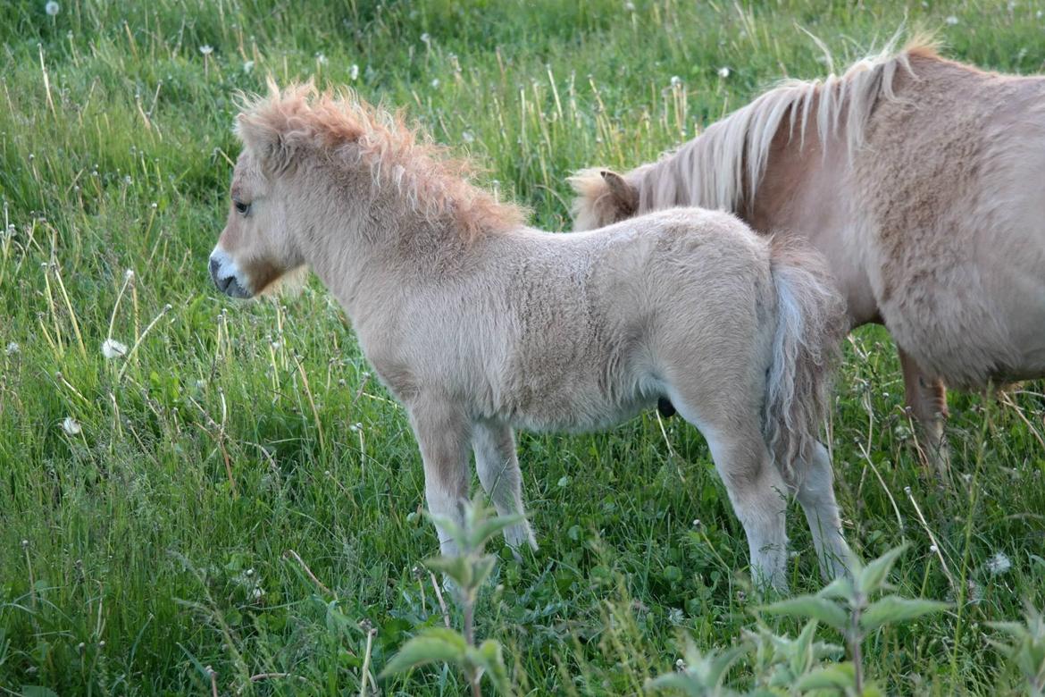 Anden særlig race Kildens Turbo Tim *mikrohest* billede 22