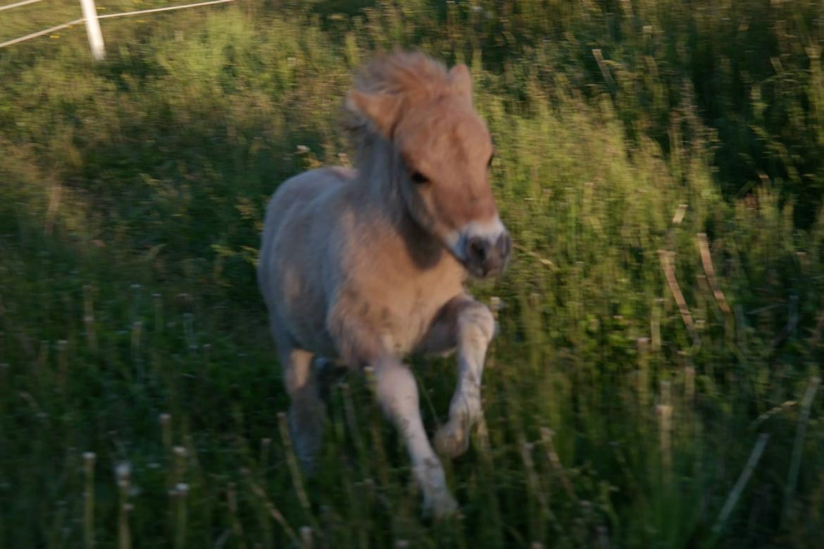 Anden særlig race Kildens Turbo Tim *mikrohest* billede 30