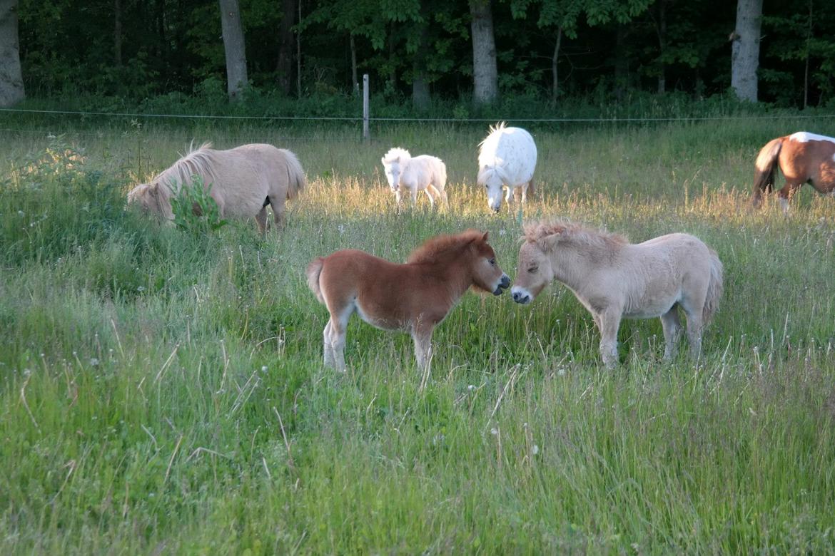 Anden særlig race Kildens Turbo Tim *mikrohest* billede 32