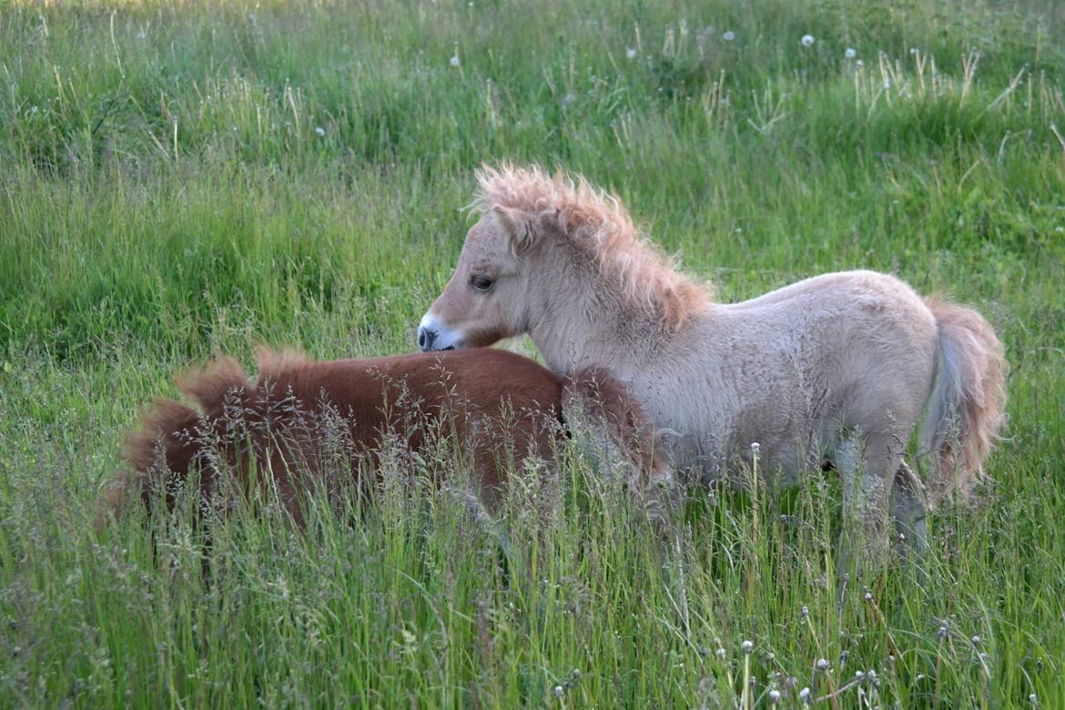 Anden særlig race Kildens Turbo Tim *mikrohest* billede 34
