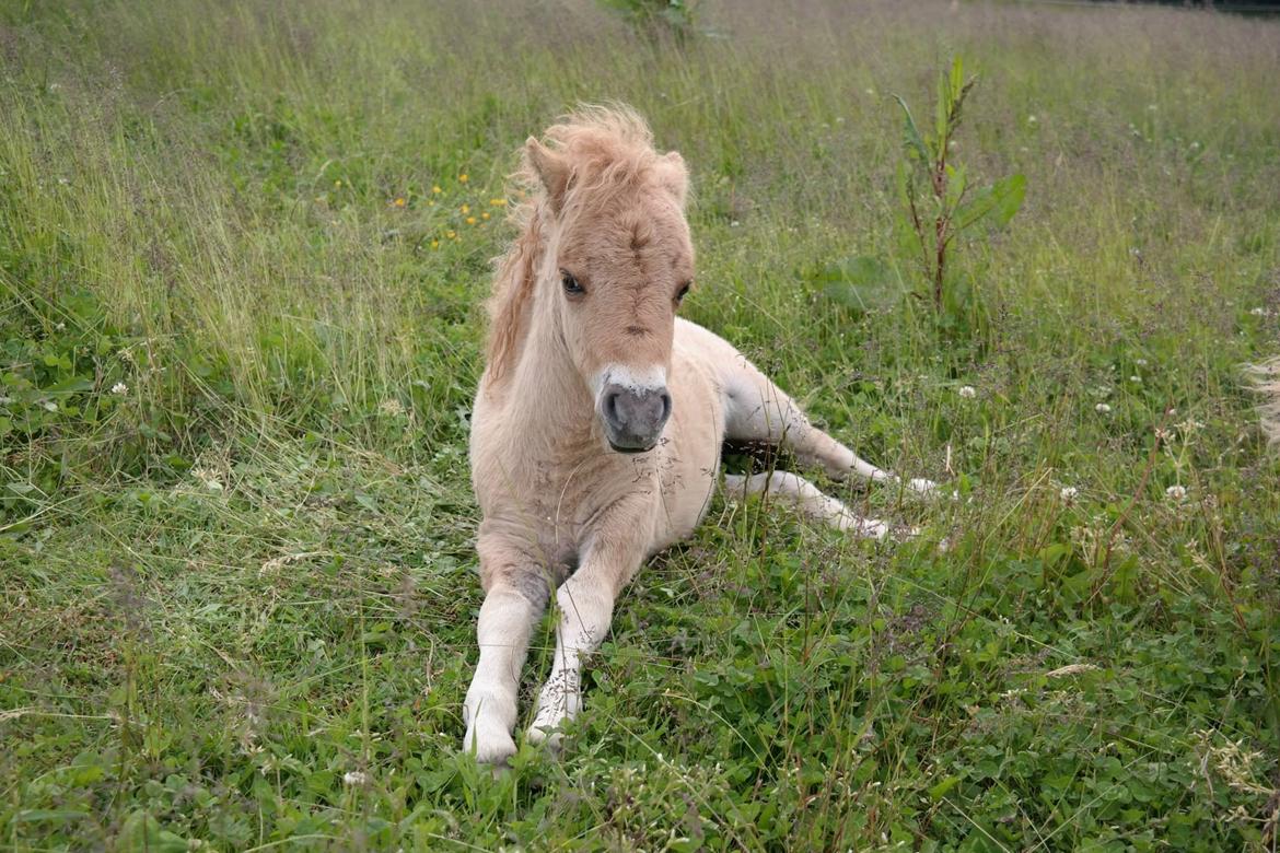 Anden særlig race Kildens Turbo Tim *mikrohest* billede 36