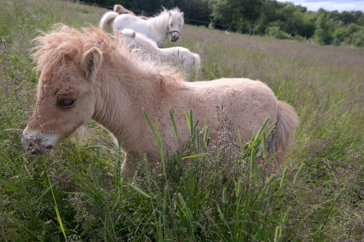 Anden særlig race Kildens Turbo Tim *mikrohest* billede 37