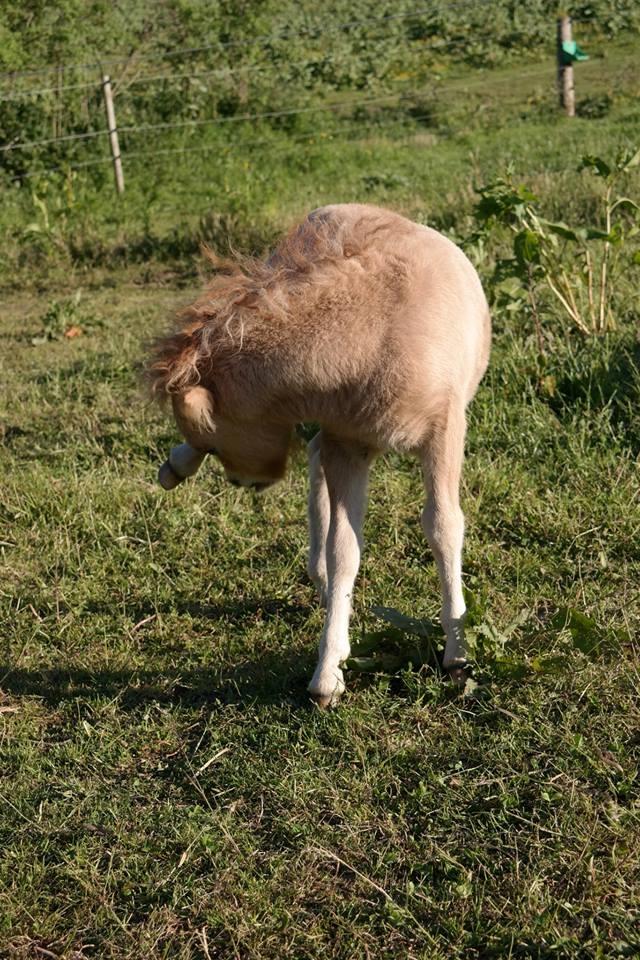 Anden særlig race Kildens Turbo Tim *mikrohest* billede 38