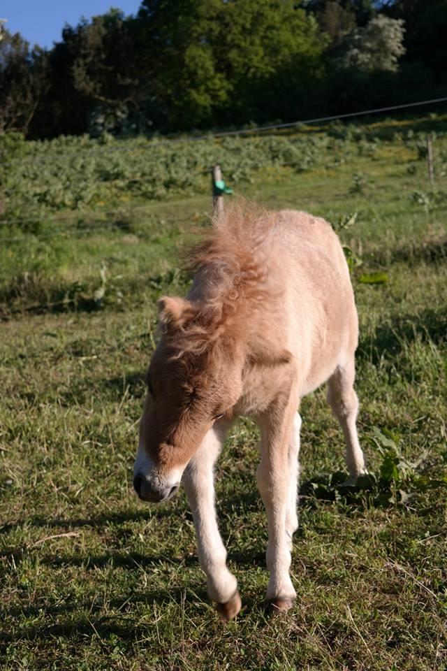 Anden særlig race Kildens Turbo Tim *mikrohest* billede 39