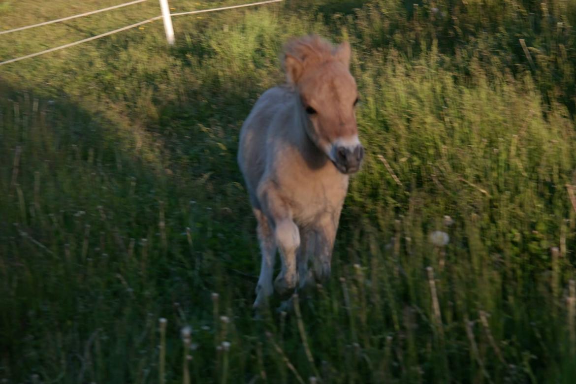 Anden særlig race Kildens Turbo Tim *mikrohest* billede 28
