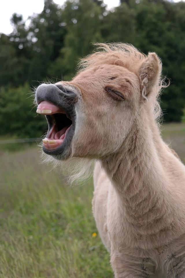 Anden særlig race Kildens Turbo Tim *mikrohest* billede 40