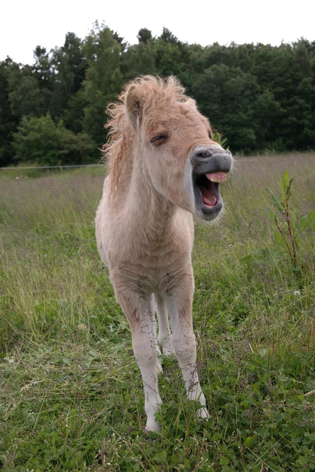 Anden særlig race Kildens Turbo Tim *mikrohest* billede 42